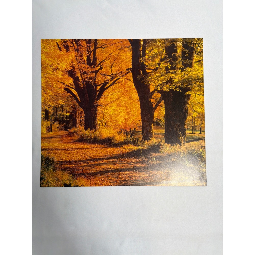 Autumn Forest Landscape Art Print Unisex 13.5x12 Gold Good